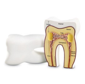 치아 단면모형