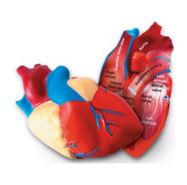 심장 단면모형
