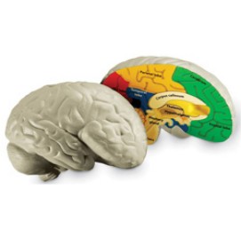 뇌 단면모형